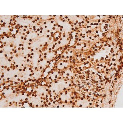 Phospho-C-rel (Ser503) Antibody in Immunohistochemistry (Paraffin) (IHC (P))