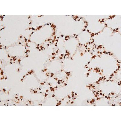 Phospho-C-rel (Ser503) Antibody in Immunohistochemistry (Paraffin) (IHC (P))