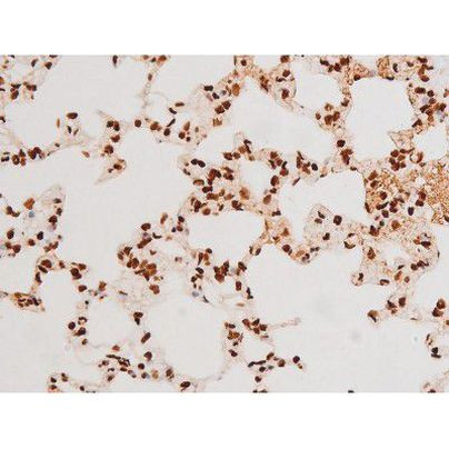 Phospho-C-rel (Ser503) Antibody in Immunohistochemistry (Paraffin) (IHC (P))