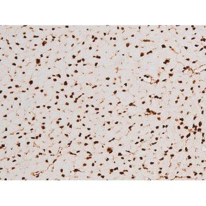 Phospho-C-rel (Ser503) Antibody in Immunohistochemistry (Paraffin) (IHC (P))