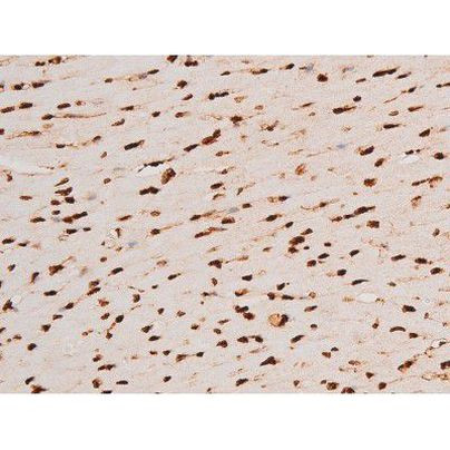 Phospho-C-rel (Ser503) Antibody in Immunohistochemistry (Paraffin) (IHC (P))