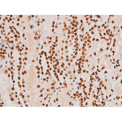 Phospho-C-rel (Ser503) Antibody in Immunohistochemistry (Paraffin) (IHC (P))