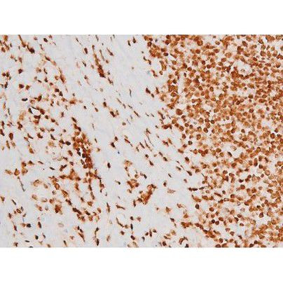 Phospho-C-rel (Ser503) Antibody in Immunohistochemistry (Paraffin) (IHC (P))