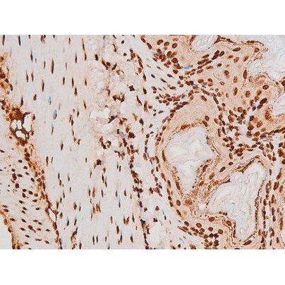 Phospho-C-rel (Ser503) Antibody in Immunohistochemistry (Paraffin) (IHC (P))