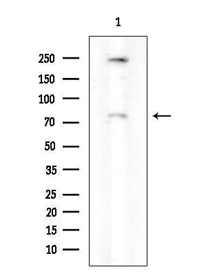 Phospho-PKC delta (Ser645) Antibody in Western Blot (WB)