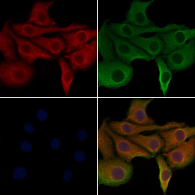 IL-5 Antibody in Immunocytochemistry (ICC/IF)