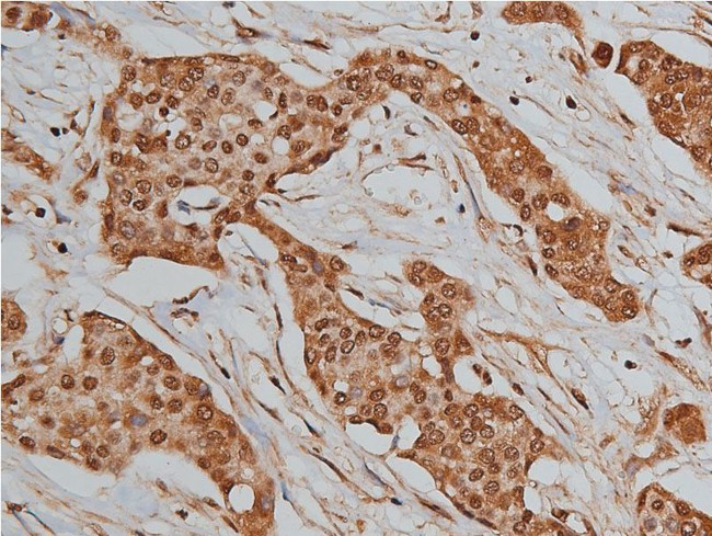 BMP-3 Antibody in Immunohistochemistry (Paraffin) (IHC (P))