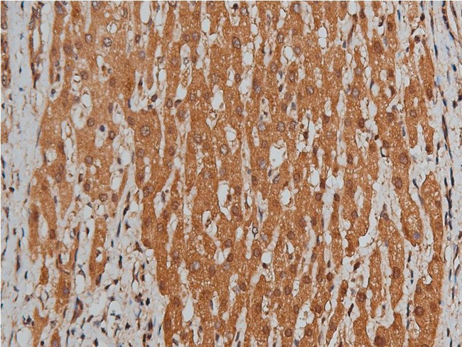 BMP-3 Antibody in Immunohistochemistry (Paraffin) (IHC (P))