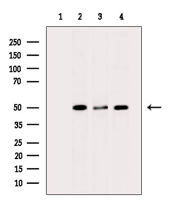 BMP-3 Antibody in Western Blot (WB)