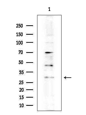 Cathepsin G Antibody in Western Blot (WB)