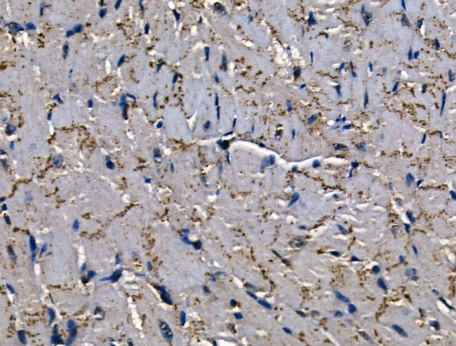 SERPINB2 Antibody in Immunohistochemistry (Paraffin) (IHC (P))