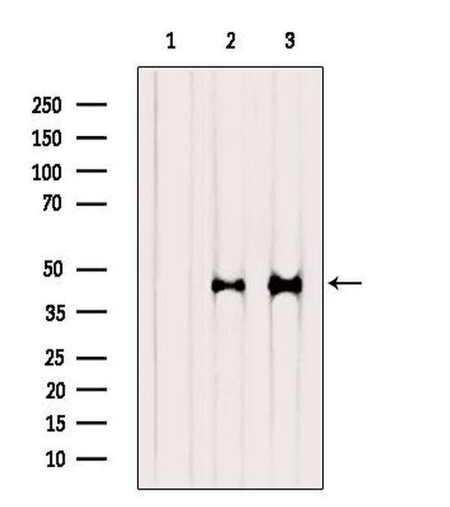 SERPINB2 Antibody in Western Blot (WB)