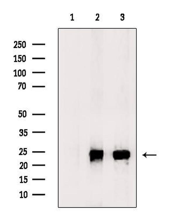 PDGF-A Antibody in Western Blot (WB)