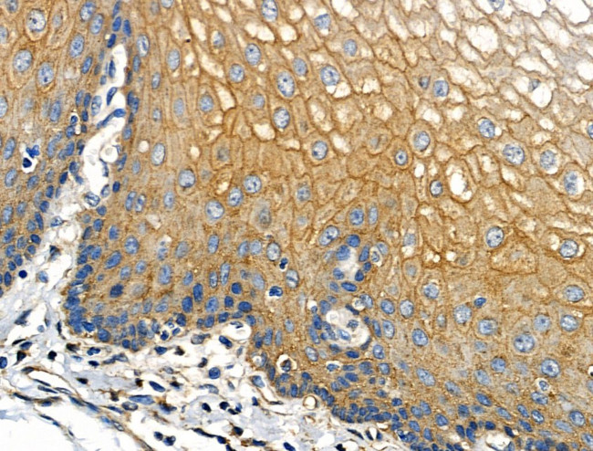 Cathepsin E Antibody in Immunohistochemistry (Paraffin) (IHC (P))