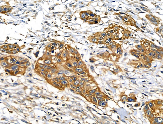 Cathepsin E Antibody in Immunohistochemistry (Paraffin) (IHC (P))