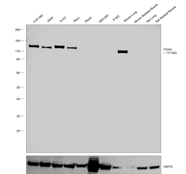 ITGA3 Antibody in Western Blot (WB)