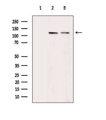 ITGA3 Antibody in Western Blot (WB)
