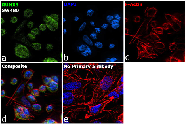 RUNX3 Antibody in Immunocytochemistry (ICC/IF)