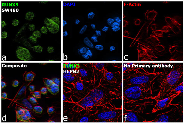 RUNX3 Antibody in Immunocytochemistry (ICC/IF)