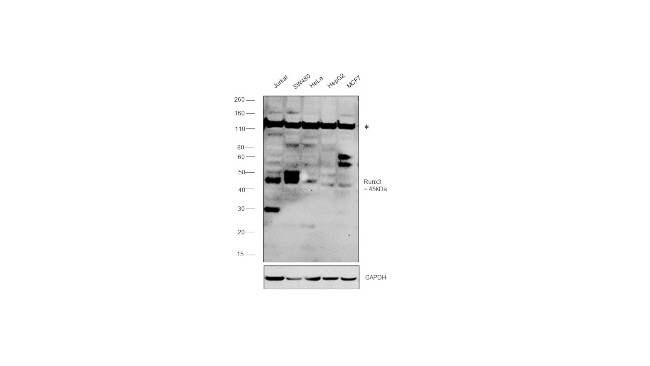 RUNX3 Antibody in Western Blot (WB)