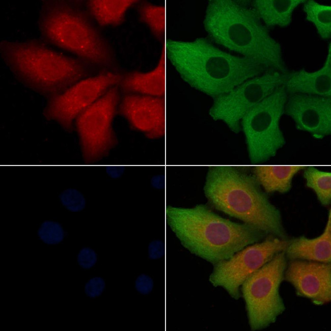 GPR120 Antibody in Immunocytochemistry (ICC/IF)