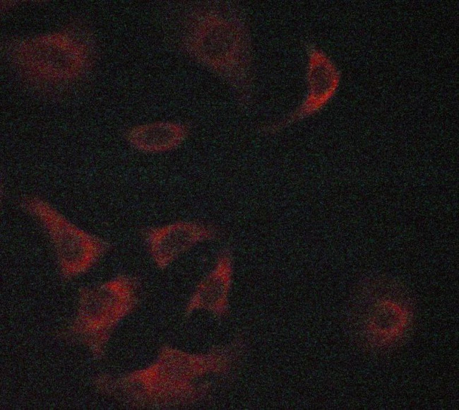 GPR120 Antibody in Immunocytochemistry (ICC/IF)