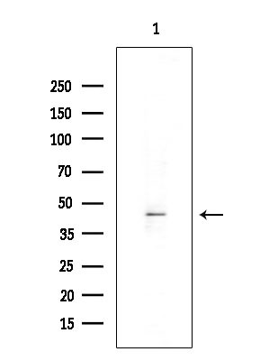 GPR120 Antibody in Western Blot (WB)