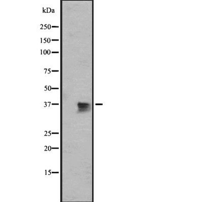 Bub3 Antibody in Western Blot (WB)