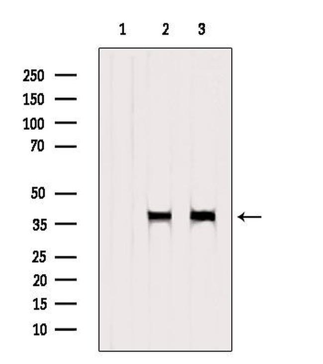 Bub3 Antibody in Western Blot (WB)