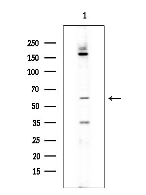 CD6 Antibody in Western Blot (WB)