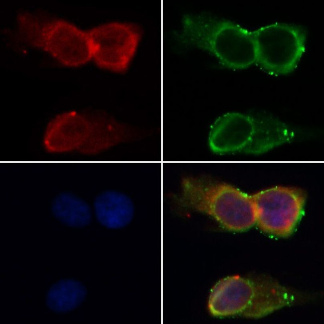 hnRNP A1 Antibody in Immunocytochemistry (ICC/IF)