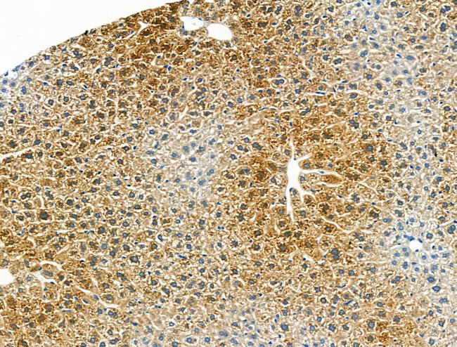 CMKLR1 Antibody in Immunohistochemistry (Paraffin) (IHC (P))