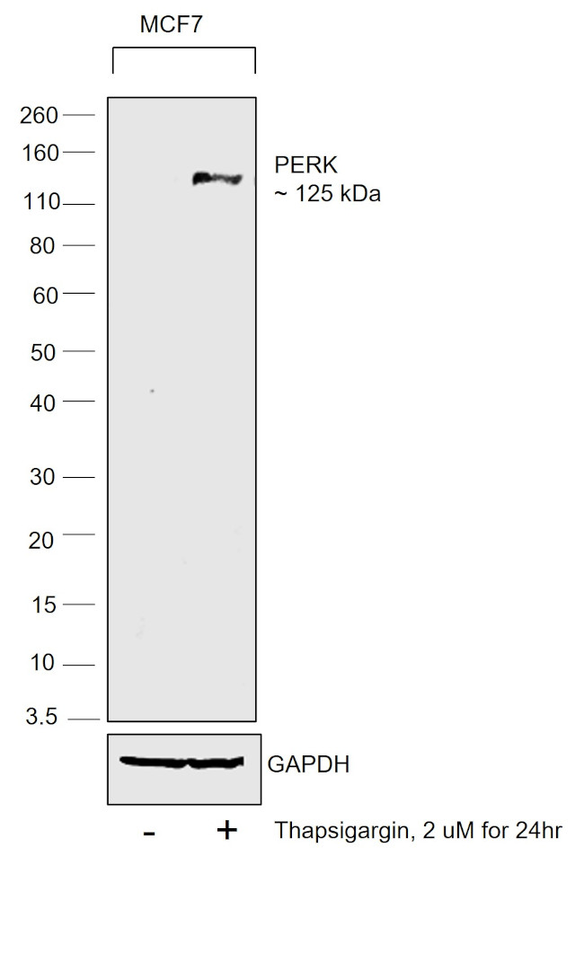 PERK Antibody