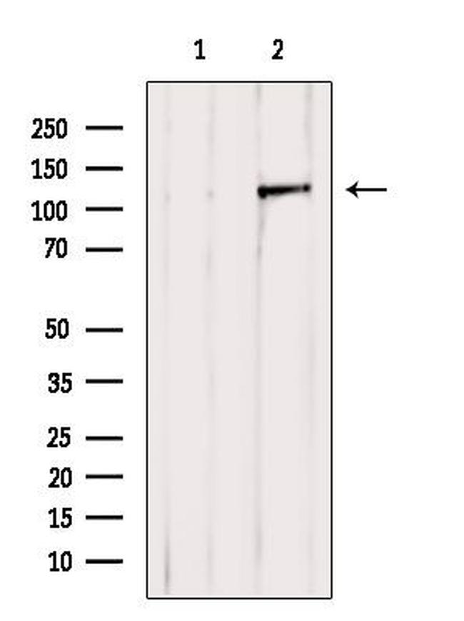 PERK Antibody in Western Blot (WB)