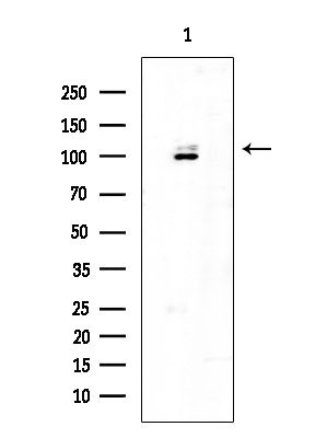 PERK Antibody in Western Blot (WB)