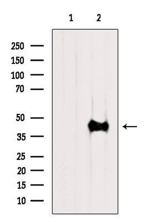 ACTA1 Antibody in Western Blot (WB)