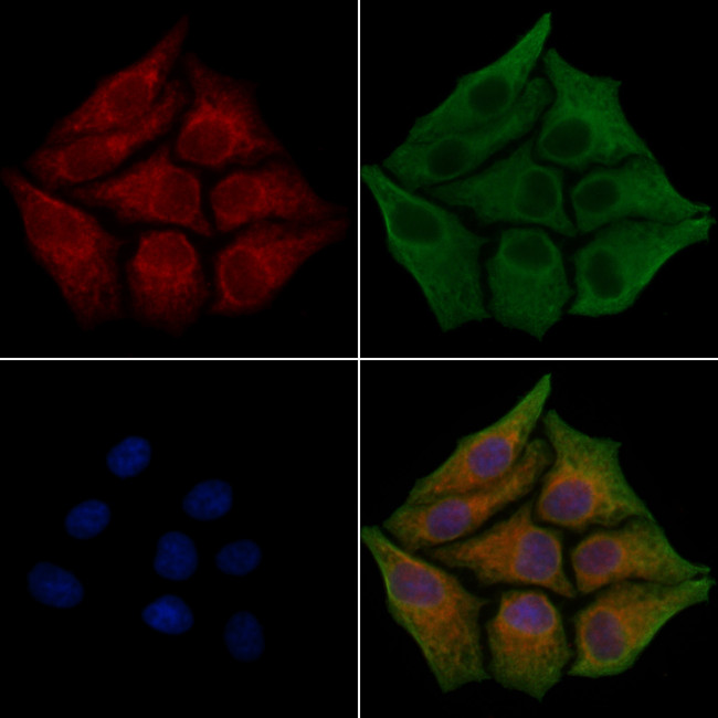 Fibronectin Antibody in Immunocytochemistry (ICC/IF)