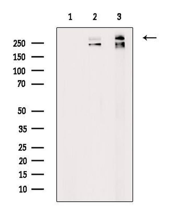 Fibronectin Antibody in Western Blot (WB)