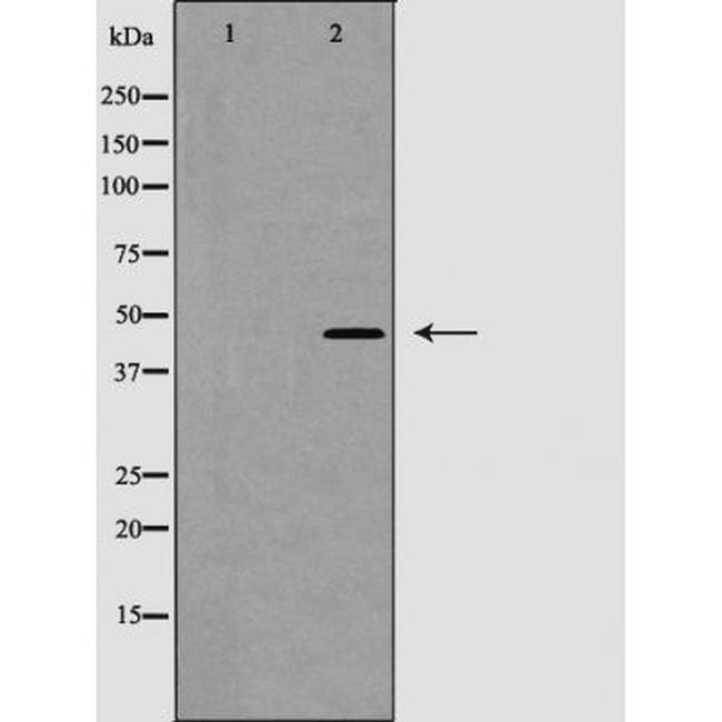 Phospho-Caspase 1 (Ser376) Antibody in Western Blot (WB)