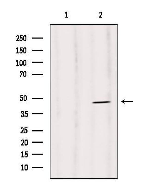 Phospho-Caspase 1 (Ser376) Antibody in Western Blot (WB)