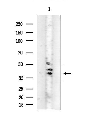 PSGR Antibody in Western Blot (WB)