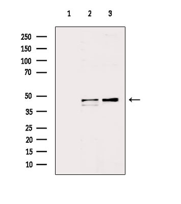 HTR1A Antibody in Western Blot (WB)