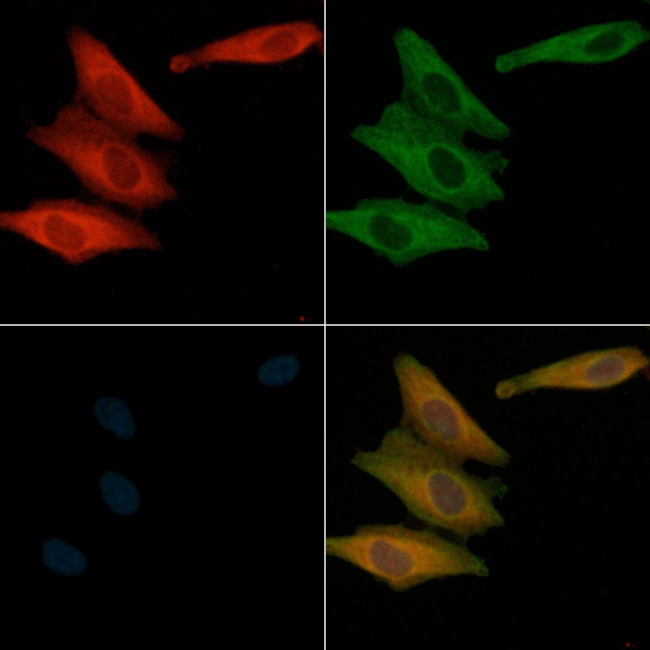 VAV1 Antibody in Immunocytochemistry (ICC/IF)