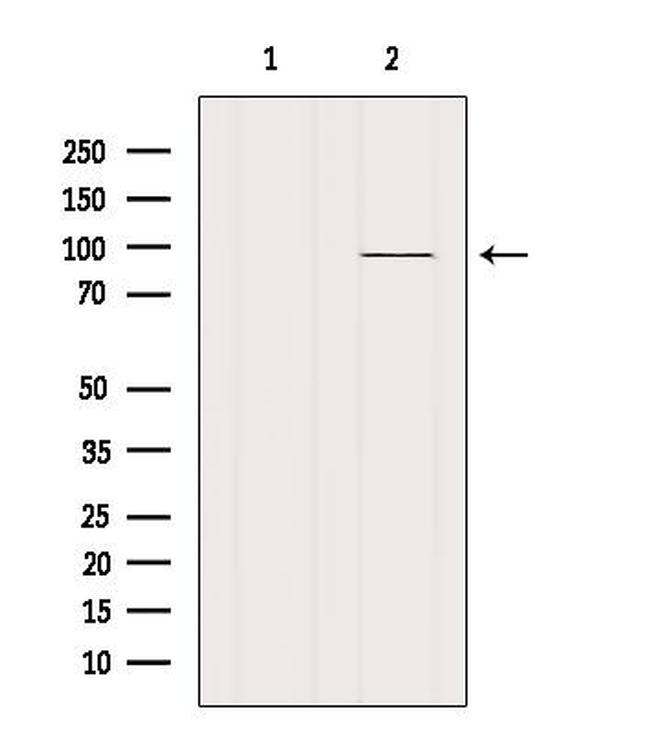 VAV1 Antibody in Western Blot (WB)