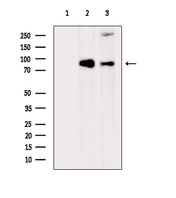 PI3K p85/p55 Antibody in Western Blot (WB)