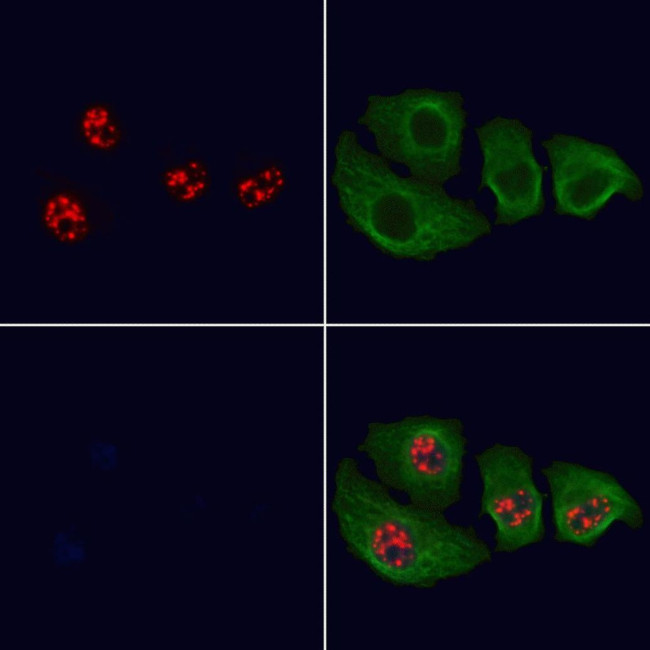 MKP1/MKP2 Antibody in Immunocytochemistry (ICC/IF)