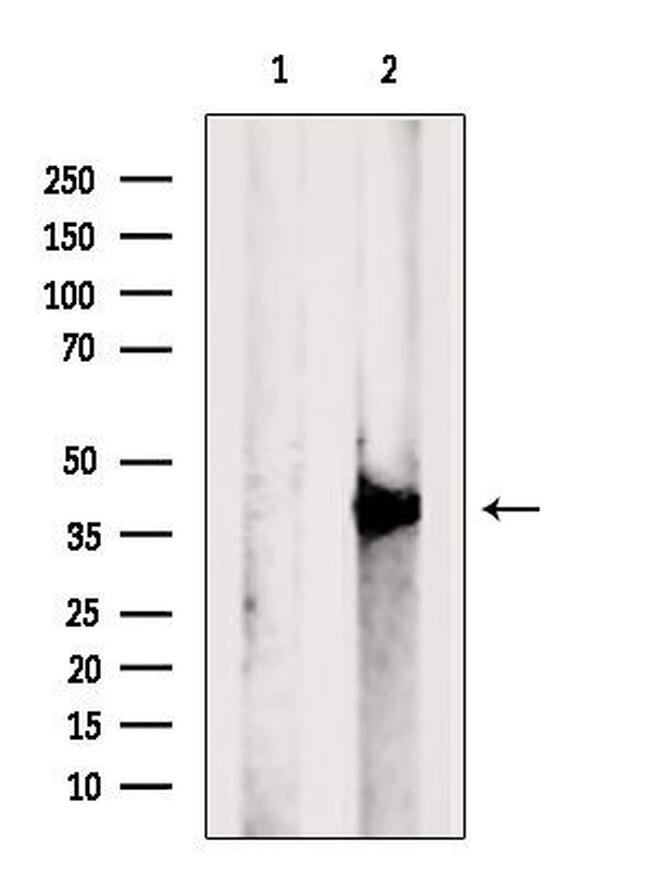 MKP1/MKP2 Antibody in Western Blot (WB)