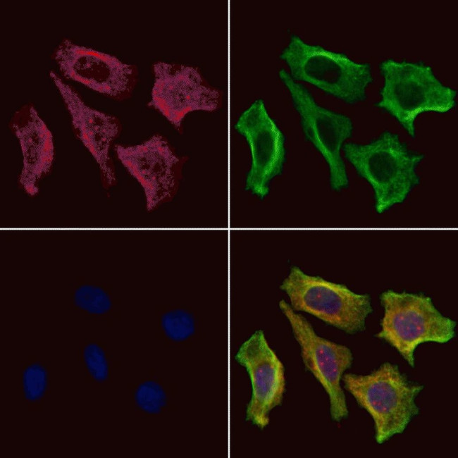 SHC Antibody in Immunocytochemistry (ICC/IF)