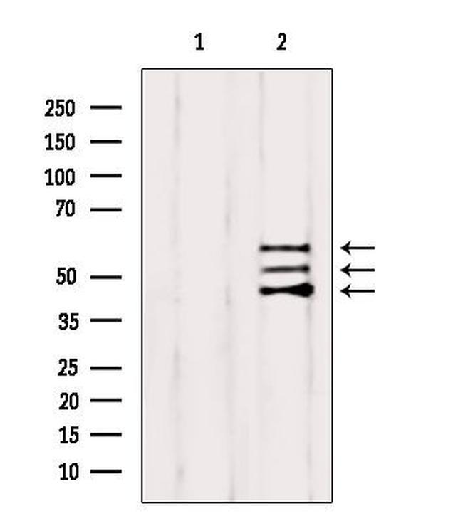 SHC Antibody in Western Blot (WB)