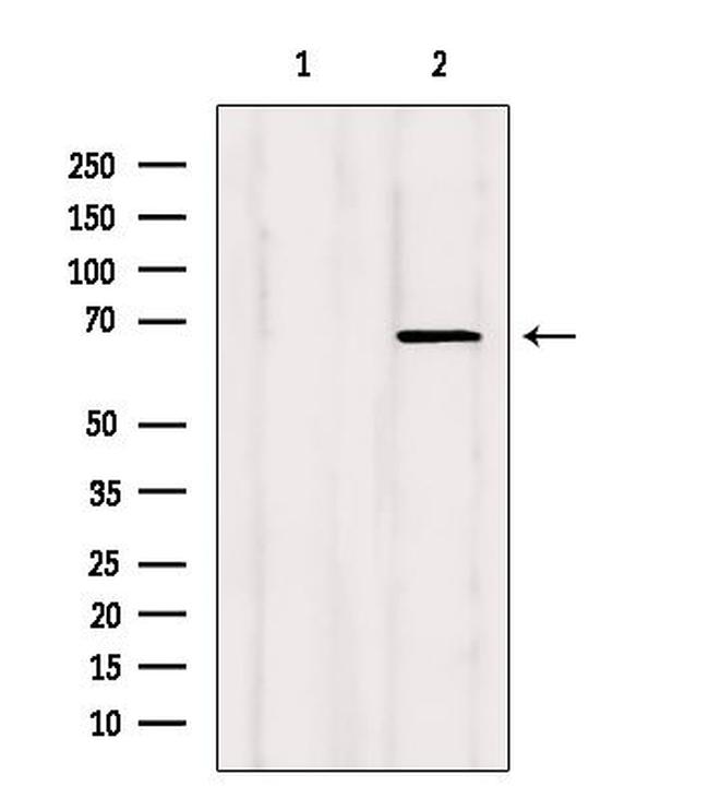 SHC Antibody in Western Blot (WB)